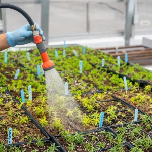 Actividades Auxiliares en Viveros, Jardines y Centros de Jardinería