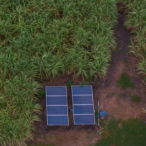 Cultivos en Sistemas Agrovoltaicos