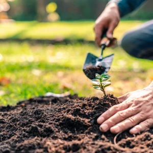 Repoblaciones Forestales y Tratamientos Silvícolas