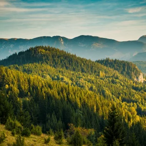 Actividades Auxiliares en Conservación y Mejora de Montes